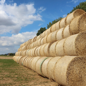 Reaped Haystack